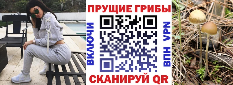 Галлюциногенные грибы Psilocybe MEGA ссылки Эртиль
